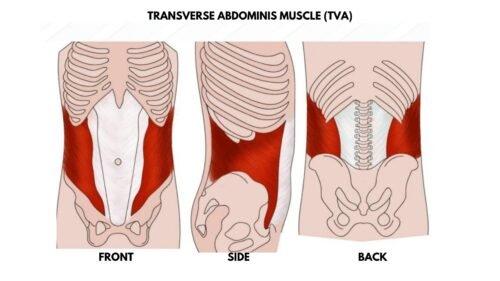 Transverse abdominis muscle